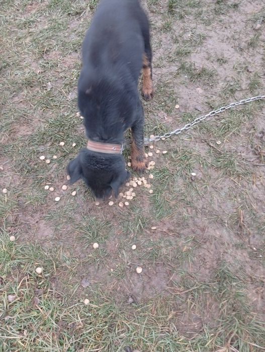 Jagdterrier de vânătoare