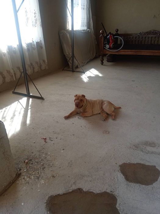 It sotiladi parodasi sharpey