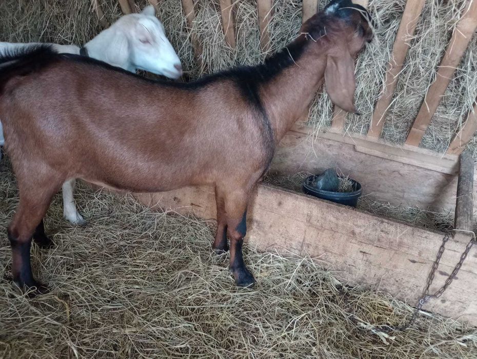 Vand tap anglonubian