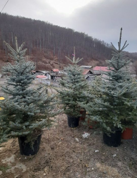 Brazi argintii transport