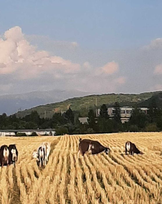 Продавам млади кози