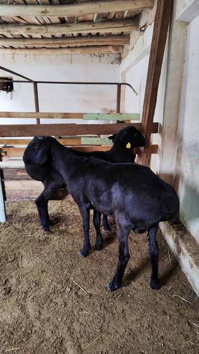 Qozi qochqorla sotiladi