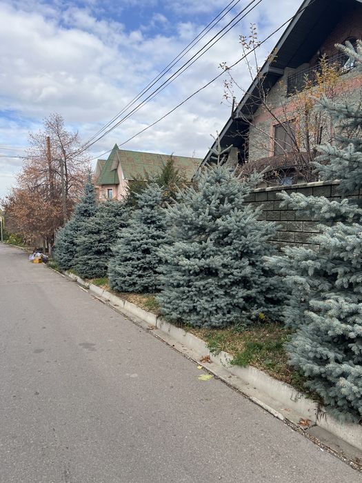 Продам голубые ель высотой от 4 м до 7 м