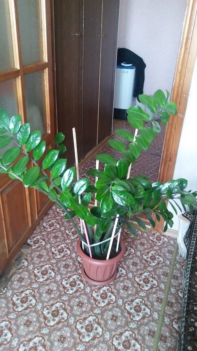 Продам долларовое дерево