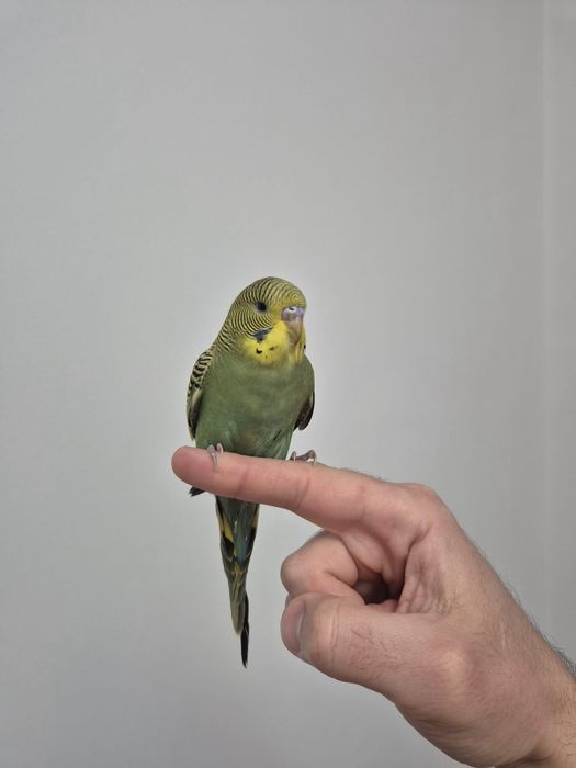 Perusi perusi perusi