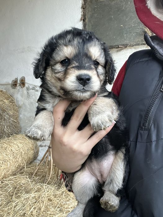 Donez catei de curte