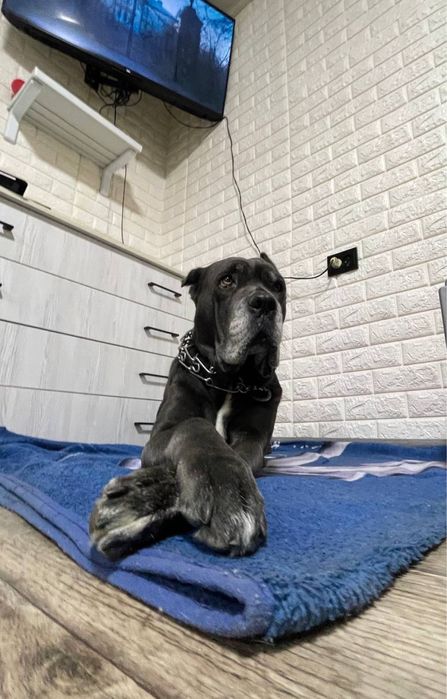 Продаются щенки Кане корсо