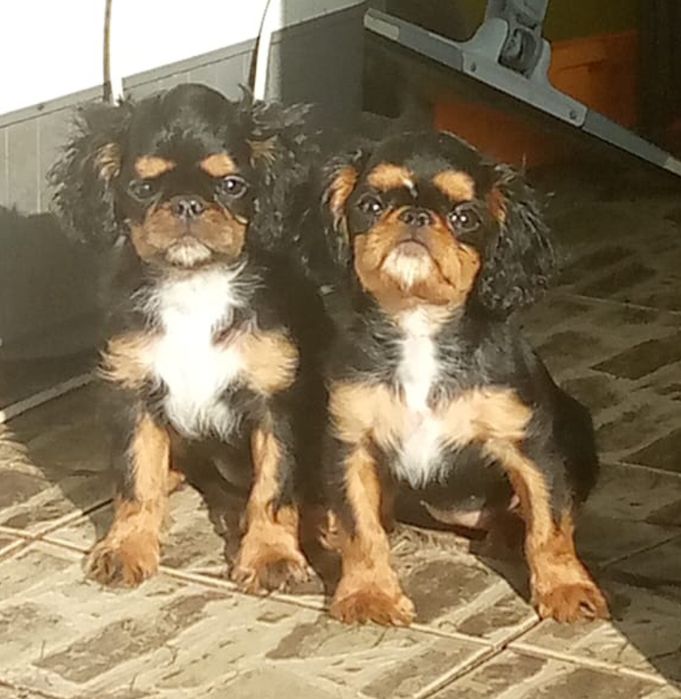 Кинг чарльз спаниель щенки