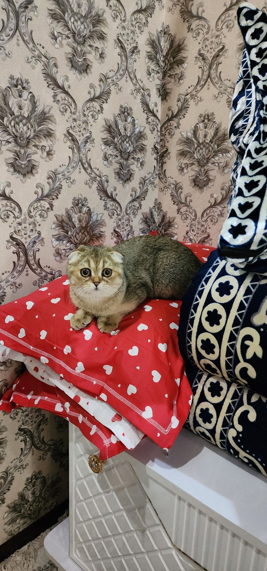 Продается золотая шиншила скотыш фолд