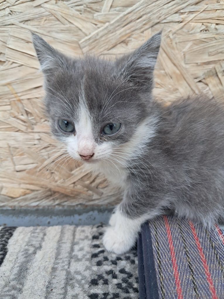 Котята привезем.