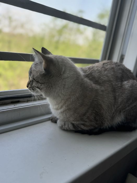 Одом в хорошие руки ката бесплатно