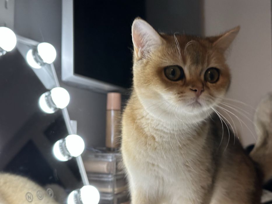 British shorthair golden shaded, FETITA superba !! FELISA AUTORIZATA !