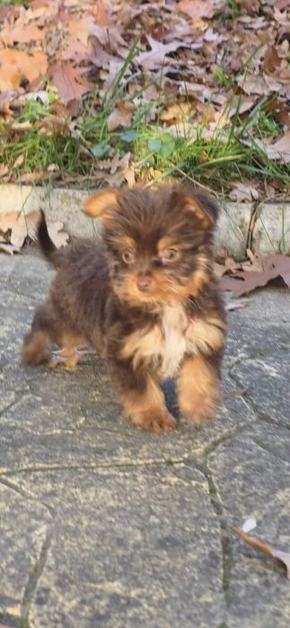 Йорки супер мини биро шоко бивър ,три момиченца!