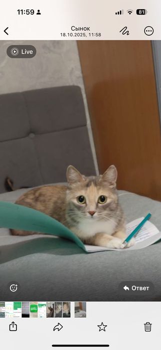 Пропала кошка Муся