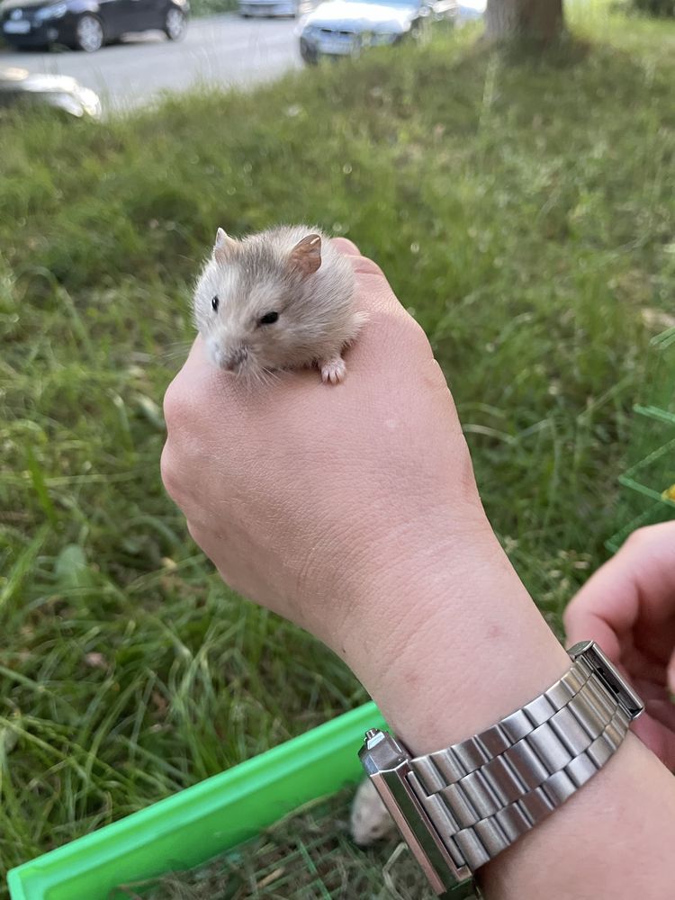 Vând pui de hamsteri