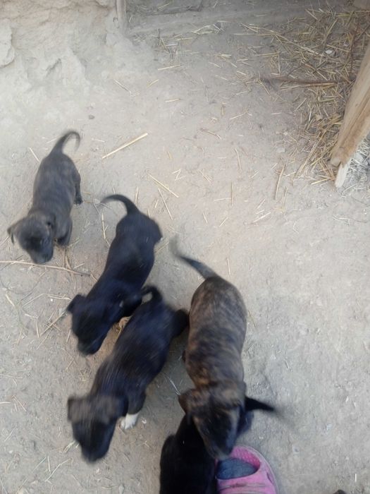 Продам щенков мелкой породы ротвейлер.