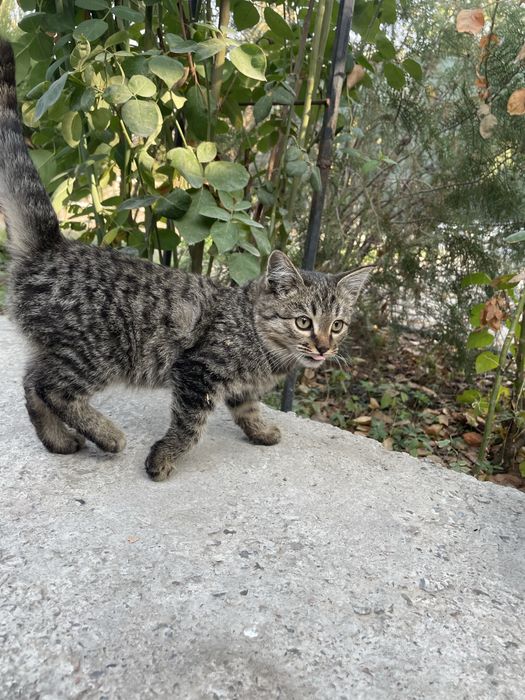 Бесплатно котенок