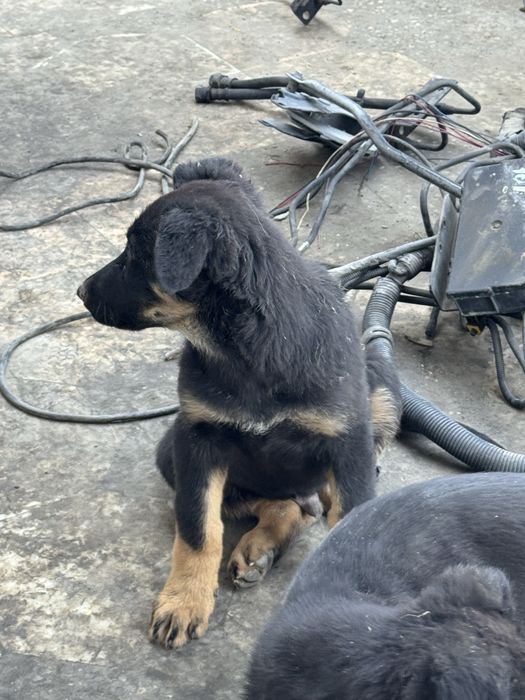 toza qonli nemiz afcharkasi sotiladi 3 oylik sogʻlom