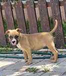 American Staffordshire Terrier