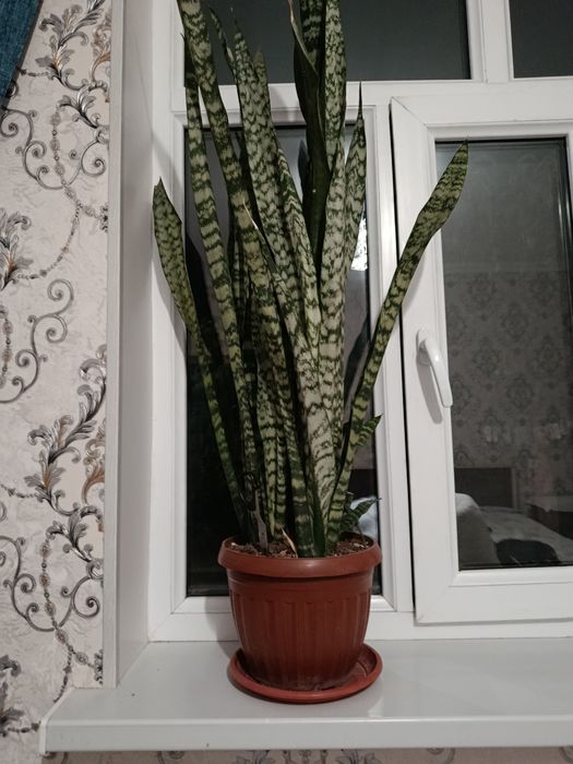 Продаются комнатные растения