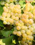 Vand Struguri de Vin
