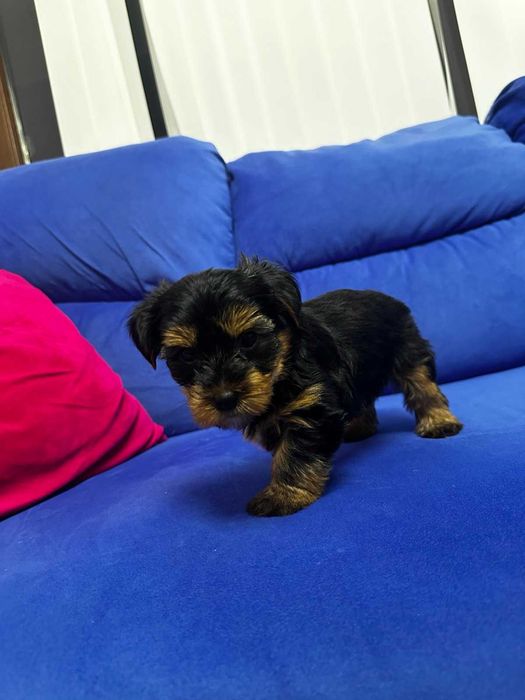 Йоркширски териер, мъжко