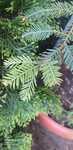 Sequoia Smpervirens - cel mai inalt arbore de pe planeta