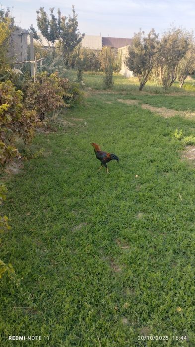 Kulangi xoʻrozlar sotiladi 6-7 oylik