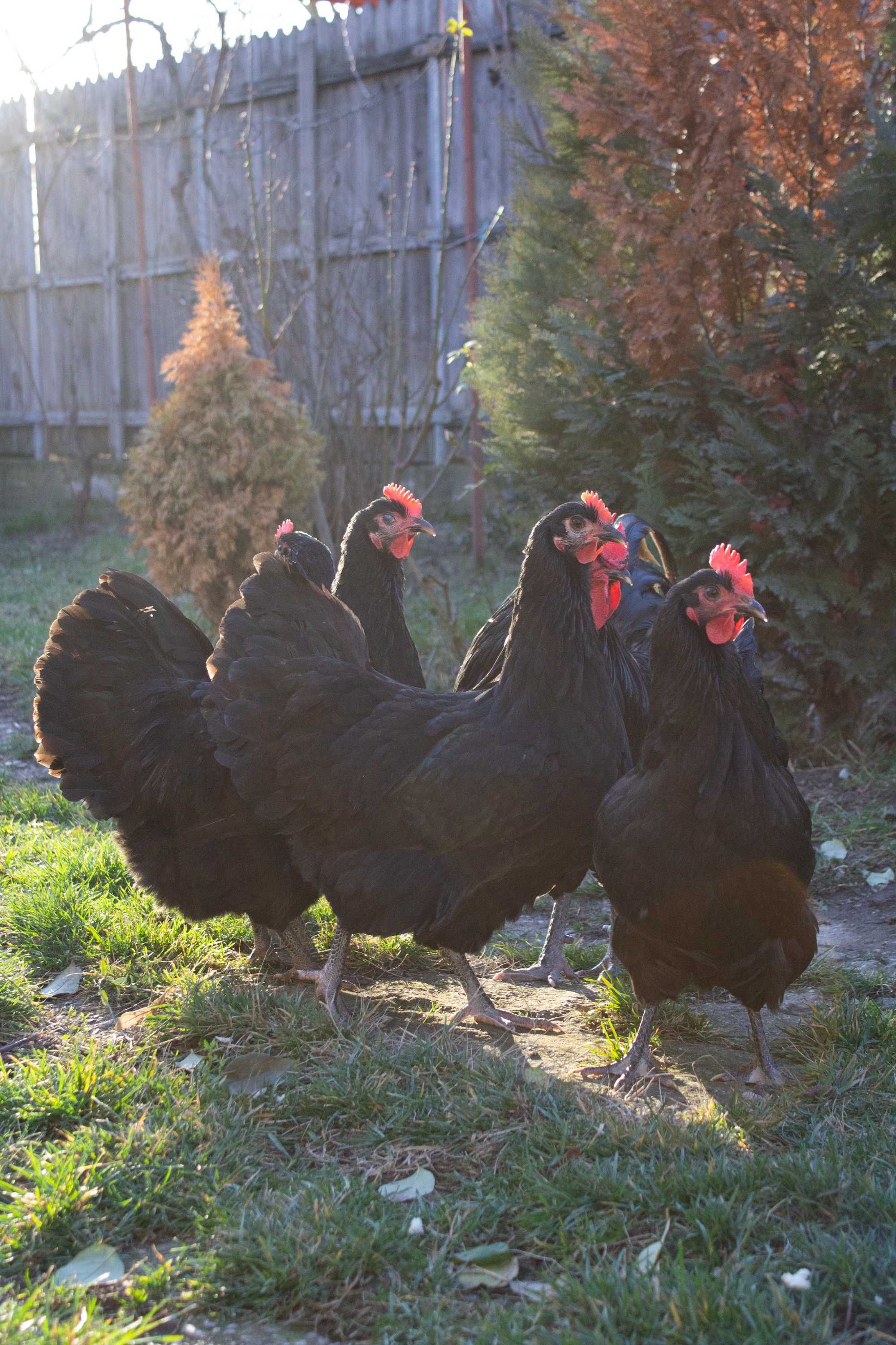 oua de incubat,pui  AUSTRALORP-2024