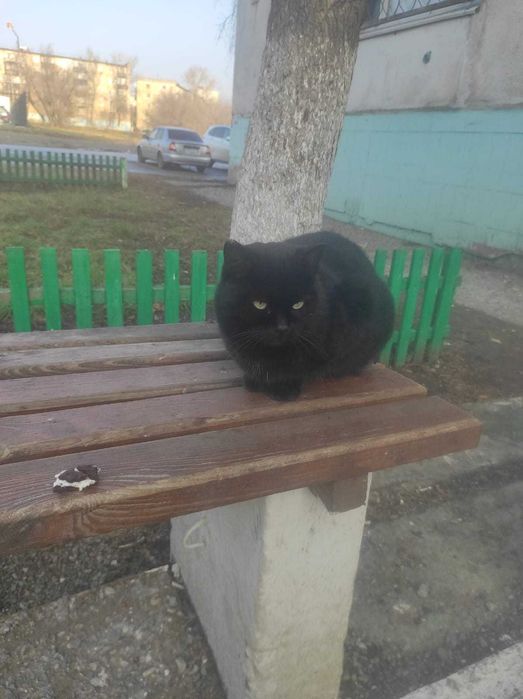 Чей домашний кот?