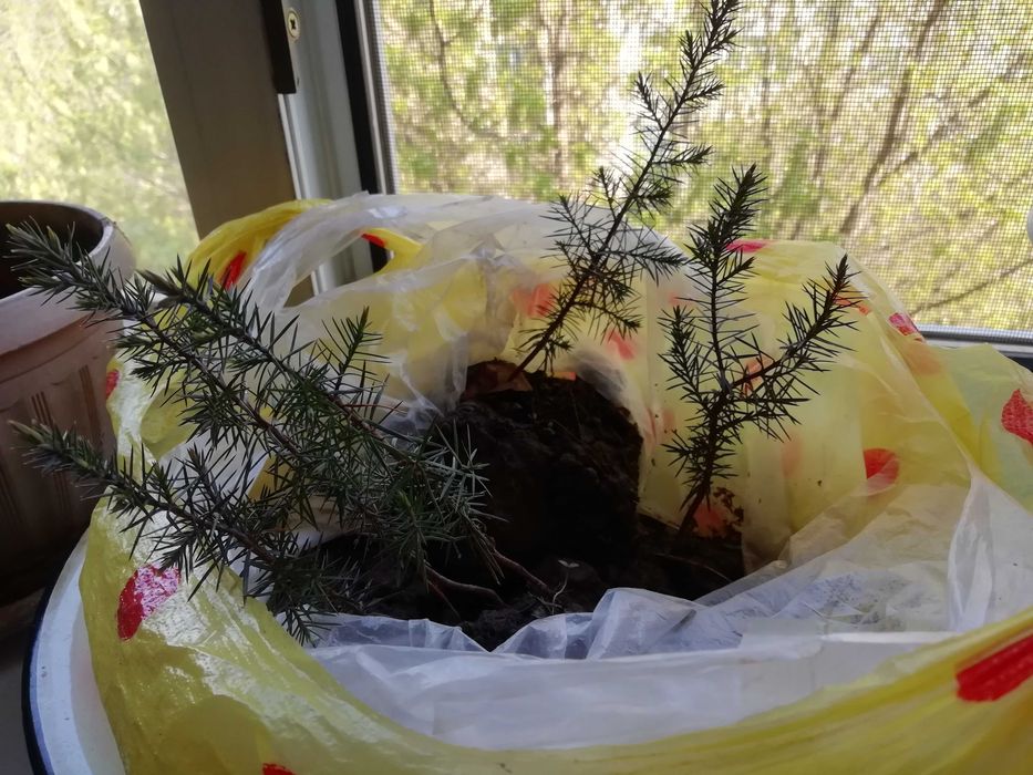 Продам саженцы можжевельника