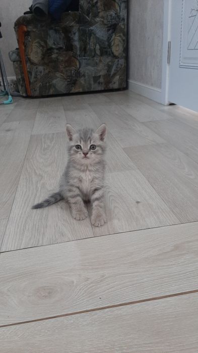 Котята породистые шотландцы крупные