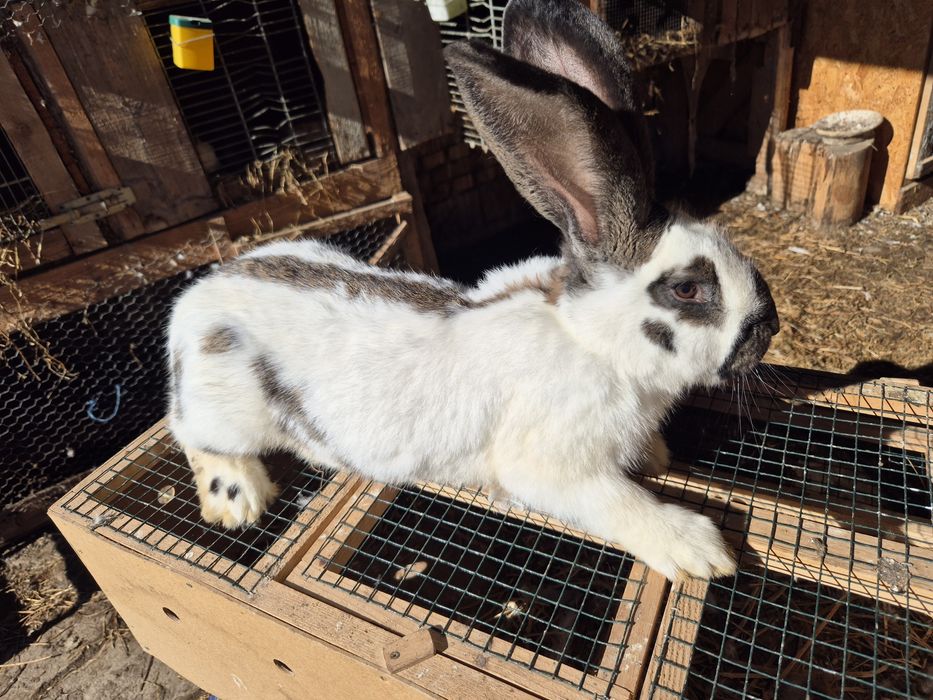 Vând mascul fluture german