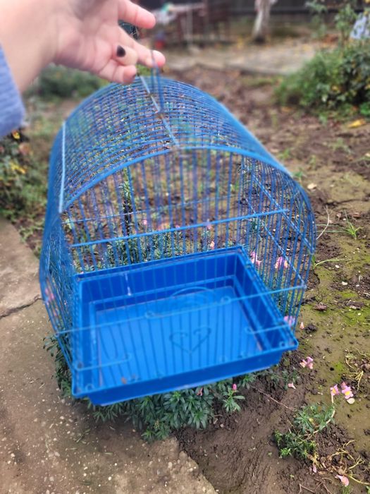 Colivie papagal  Mica