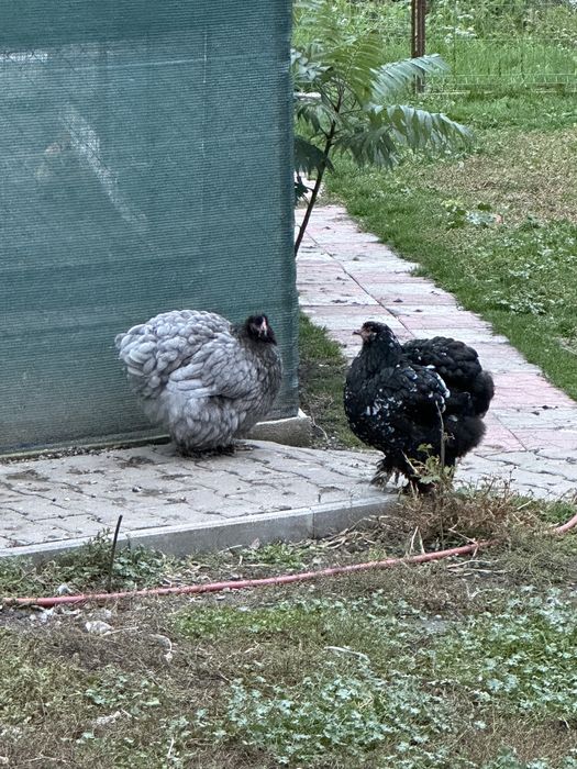 Vand gaini cochinchina urias