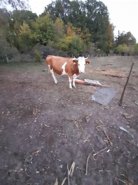 Vand vaca baltata romaneasca