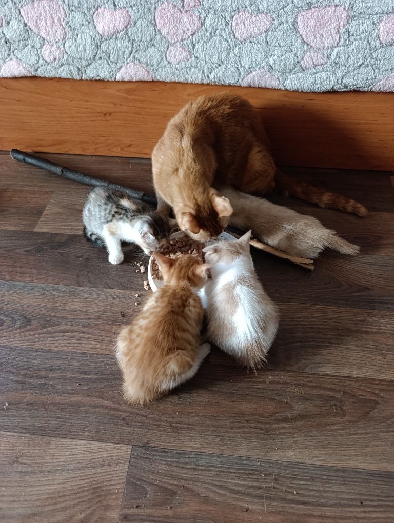 Жълто пастелни котенца