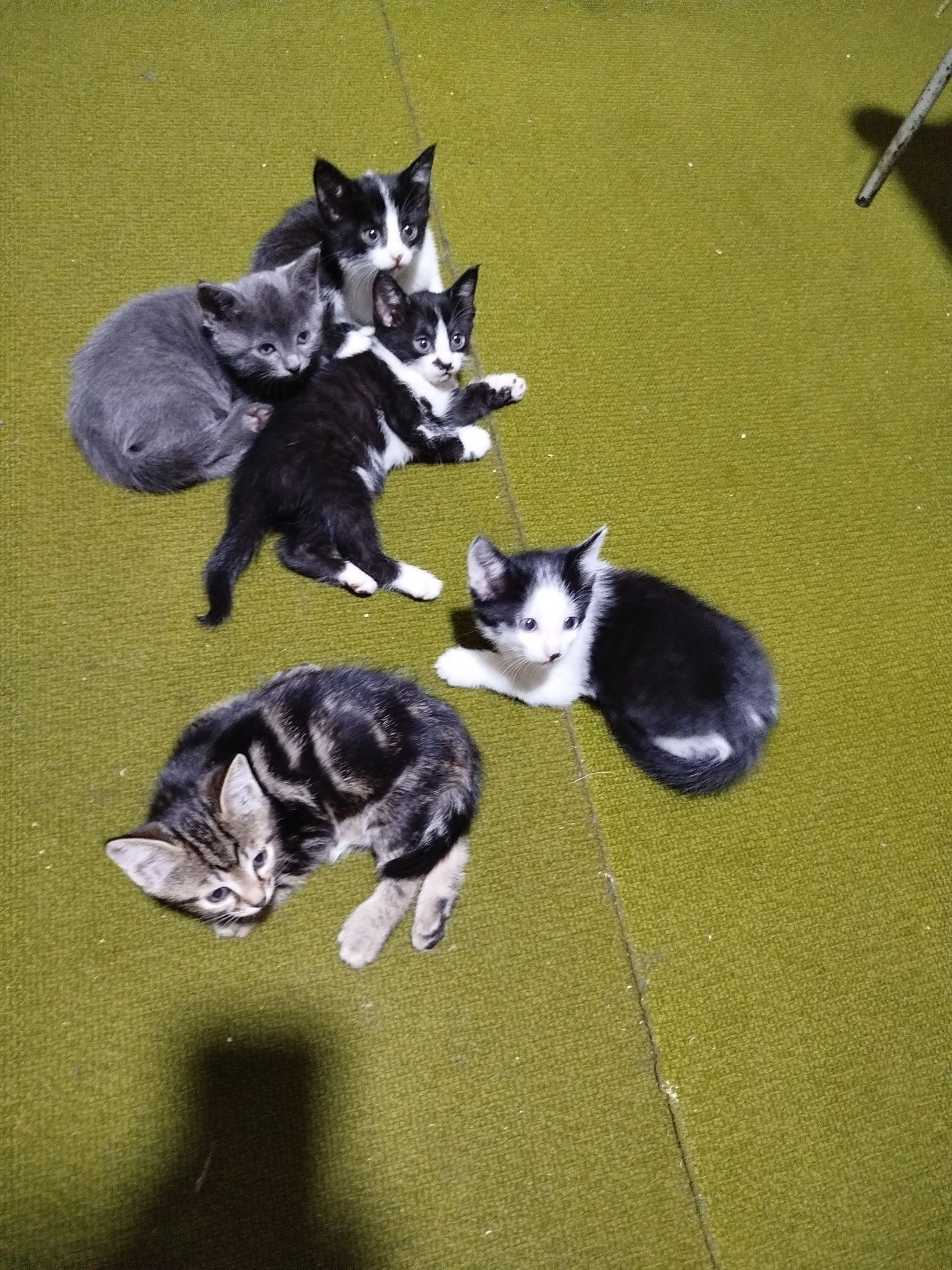 Отдам котят в в добрые руки