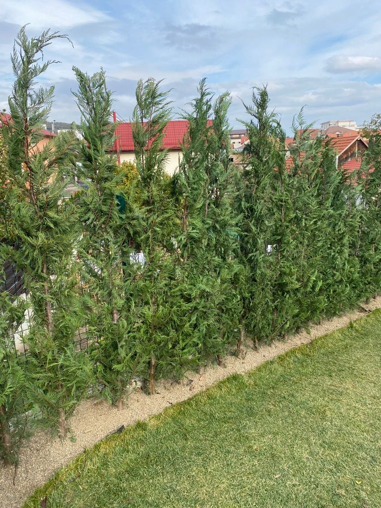 Leylandii chipaross
