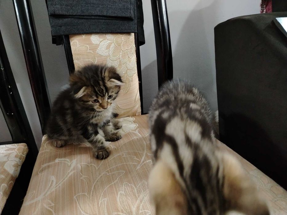 мушукчалар сотилади