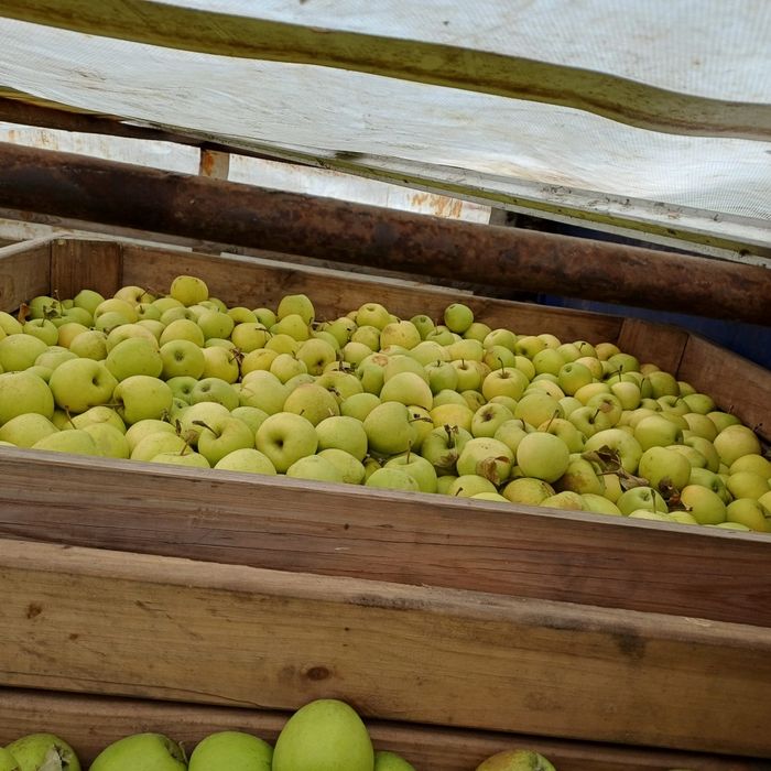 3,5 lei florina și 3lei golden angro