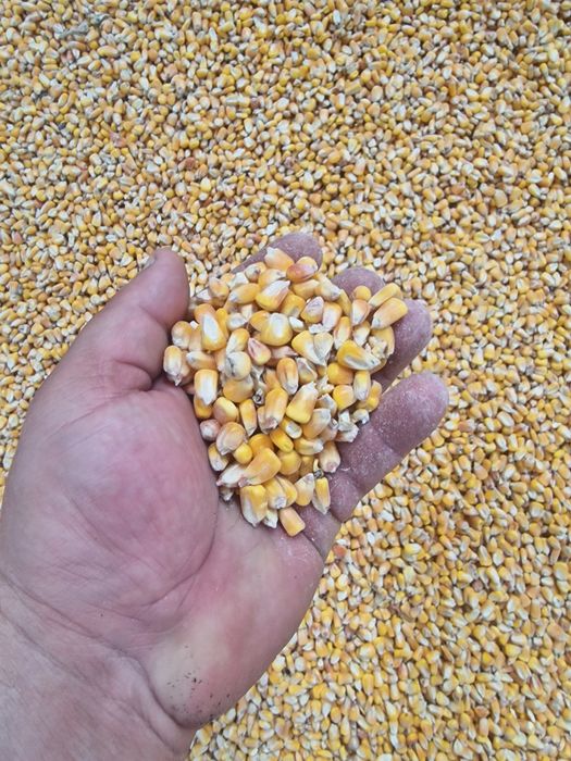 Șrot soia (proteină crudă min. 46%), Şrot floarea soarelui (proteină c