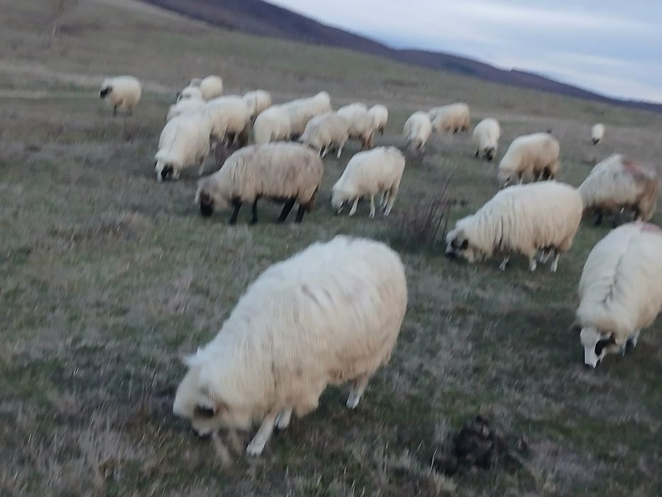 De vânzare oi breze