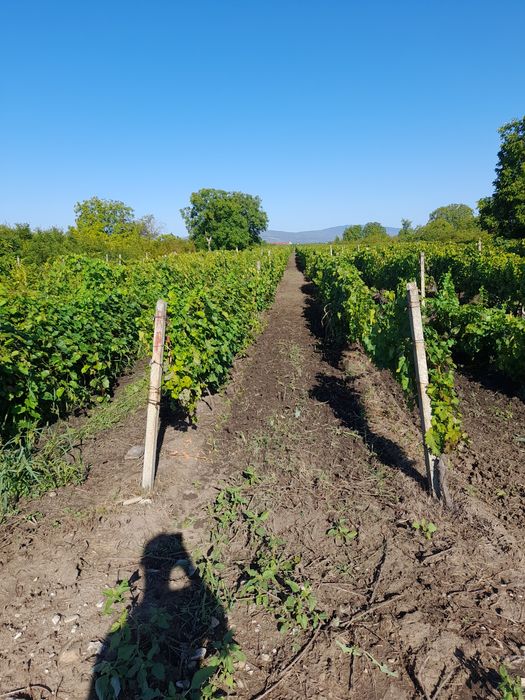 Vând 30 rânduri vie soi riesling