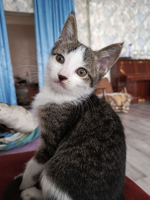 Котенок девочка 2 месяца бесплатно