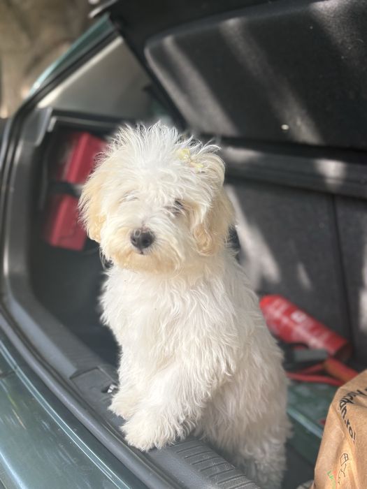 Bichon maltez mini