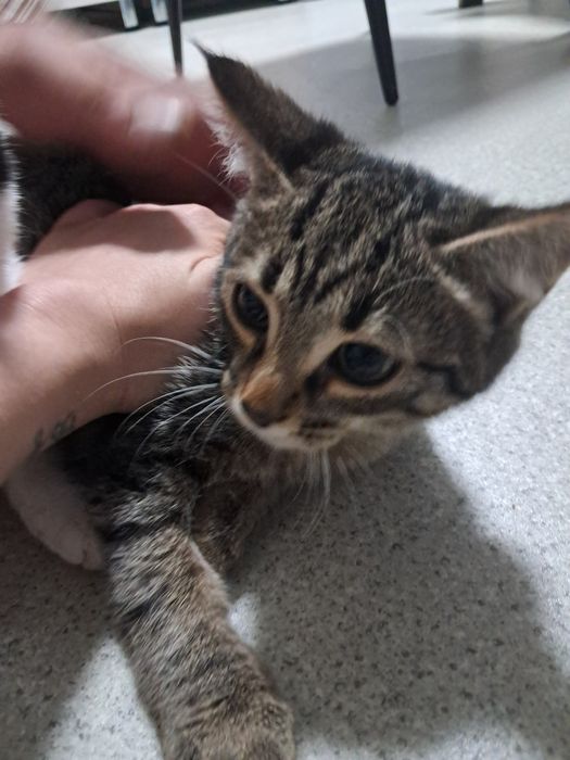 Две кошечки ищут дом