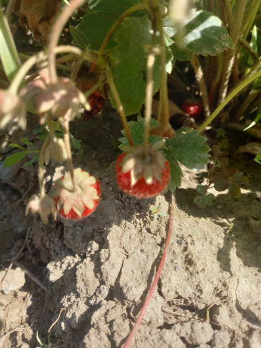 Продам дачу (зимний вариант)