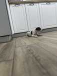 Pui 2 luni jack ruseell terrier