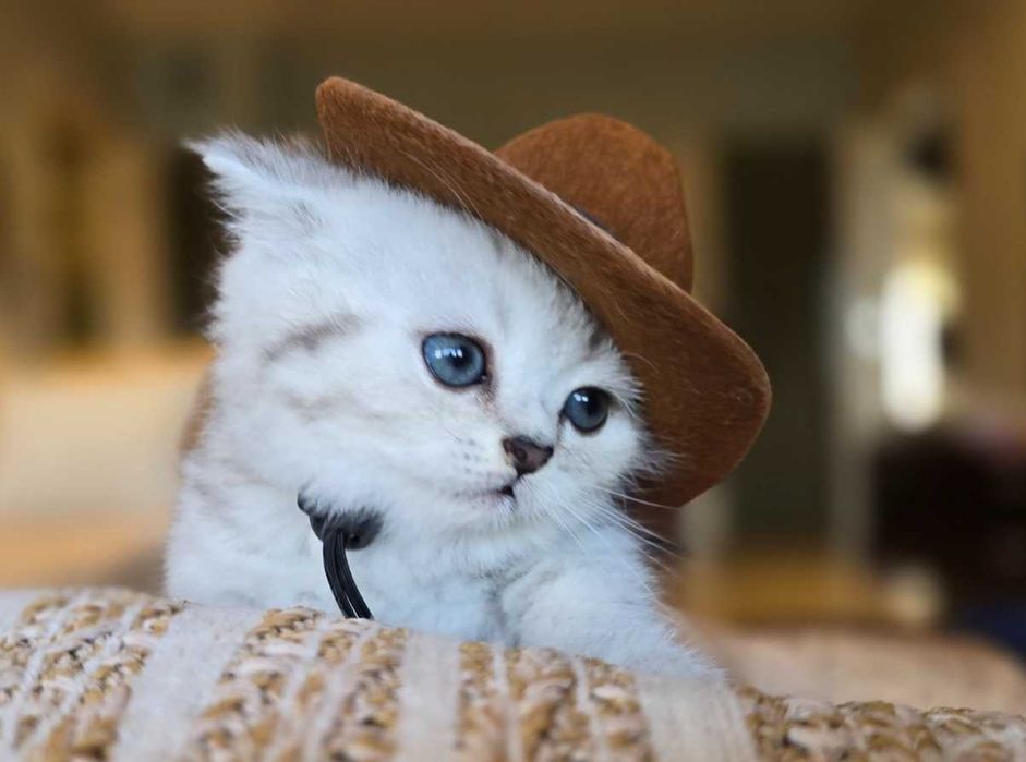 Шотландски клепоухи бебета